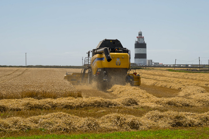 Harvest at Hook Head